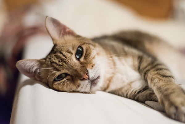 Saratoga Springs, UT Pet Surgery